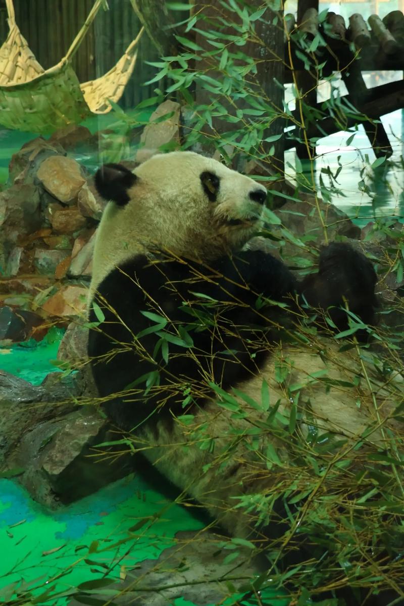 上海动物园？上海动物园熊猫叫什么名字？