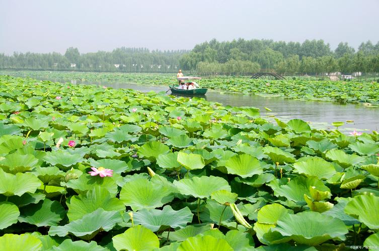 白洋淀旅游攻略自驾游？白洋淀旅游攻略自驾游二日游？