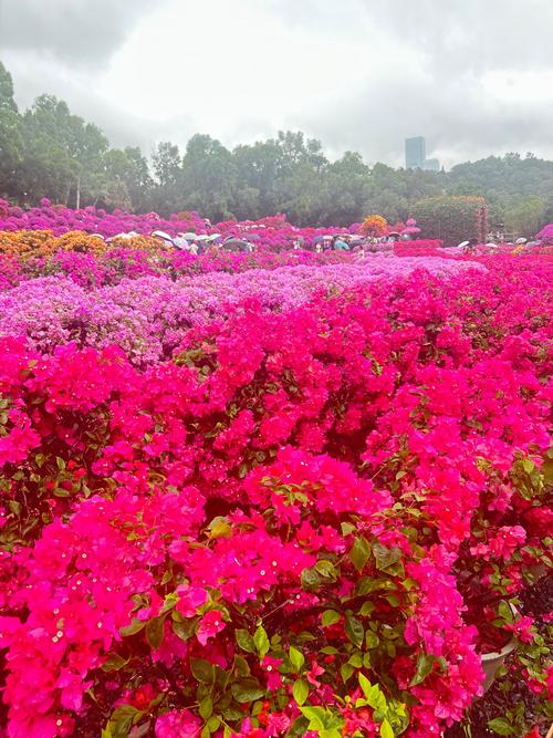 深圳仙湖植物园图片？深圳仙湖植物园图片欣赏？