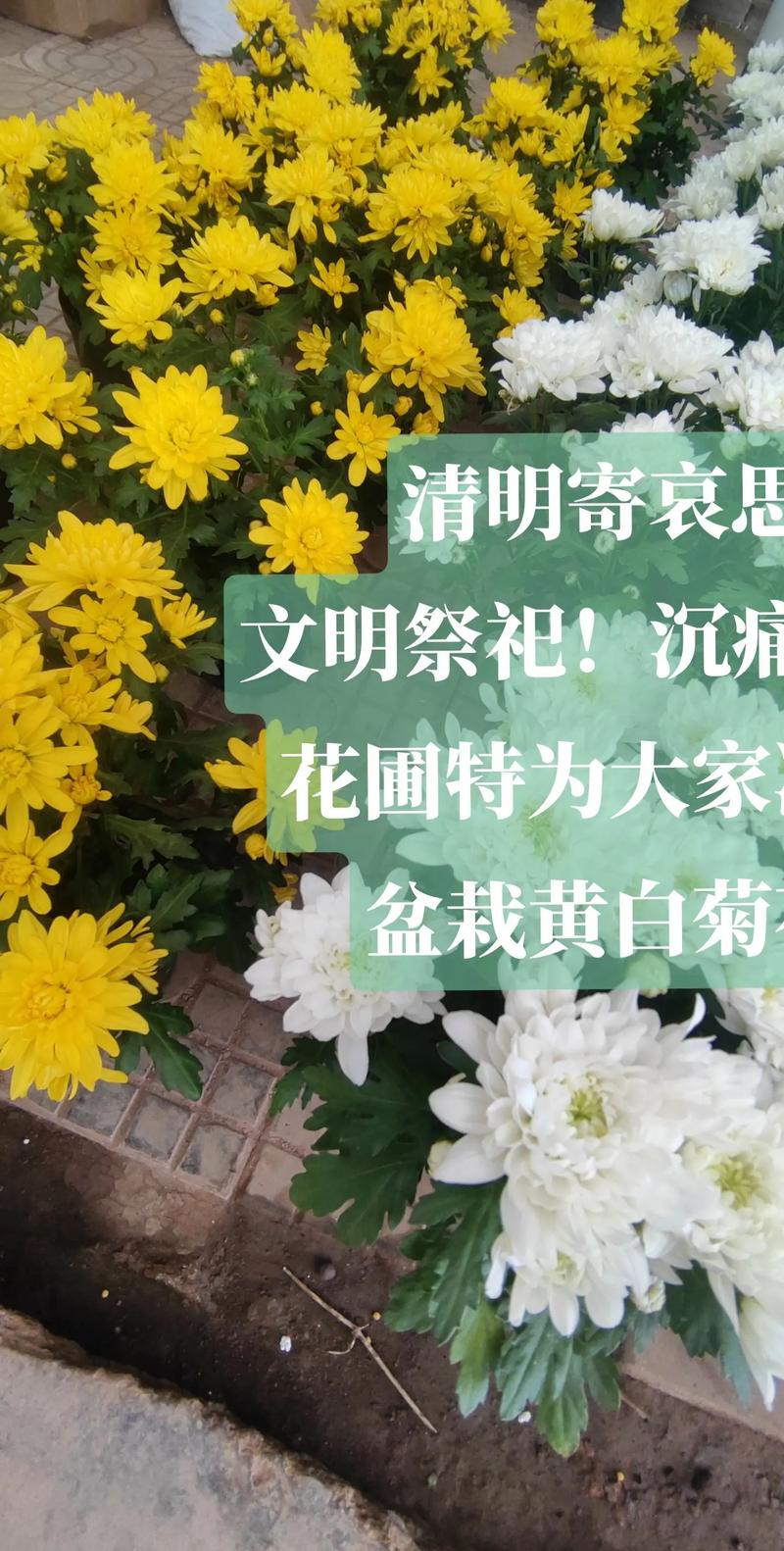 清明宣传疫情？清明疫情防控宣传标语？